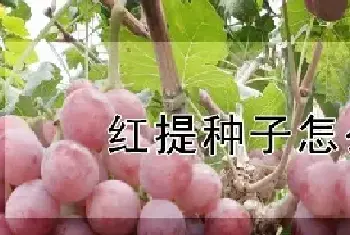 红提种子怎么种