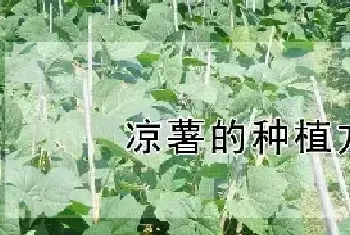 凉薯的种植方法