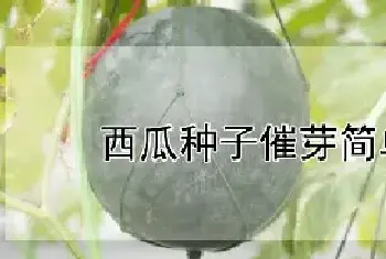 西瓜种子催芽简单方法