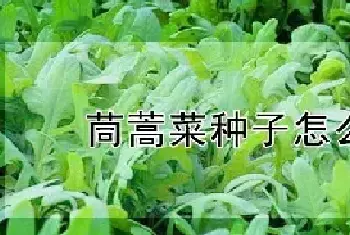 茼蒿菜种子怎么播种