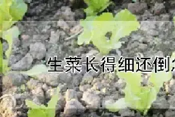 生菜长得细还倒怎么办