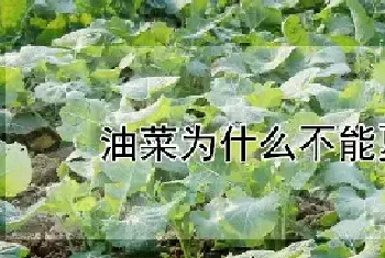 油菜为什么不能夏天种