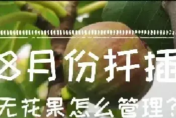 8月份扦插无花果怎么管理？