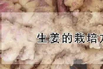 生姜的栽培方法