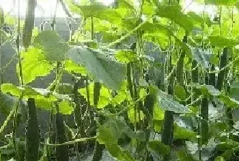 夏季种植黄瓜管理注意什么