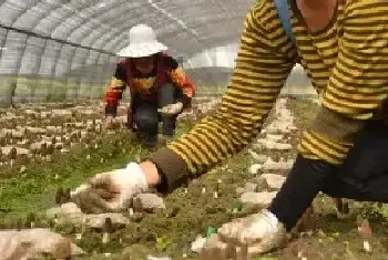 羊肚菌种植技术 成长期间需要注意的问题有哪些？