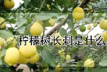 柠檬树长刺是什么品种