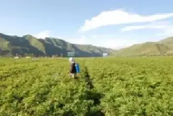 川芎种植技术 川芎种植时间及方法