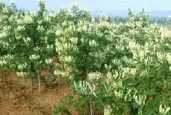 种植技术金银花 如何有效种植金银花？