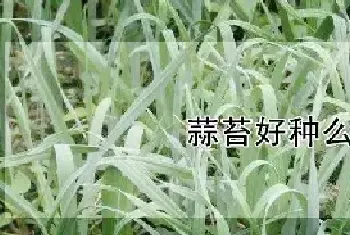 蒜苔好种么