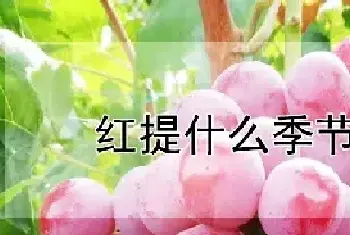 红提什么季节种植