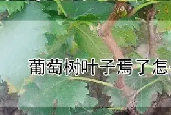 葡萄树叶子焉了怎么办