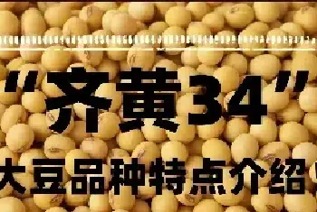 齐黄34品质怎么样？大豆品种“齐黄34”特点介绍！