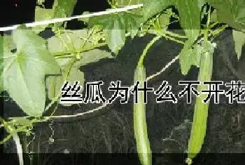 丝瓜为什么不开花不结果