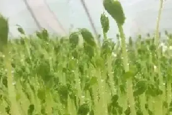 芽苗菜种植技术 芽苗菜的种植方法是什么？