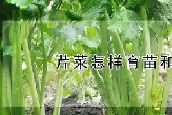 芹菜怎样育苗和移栽