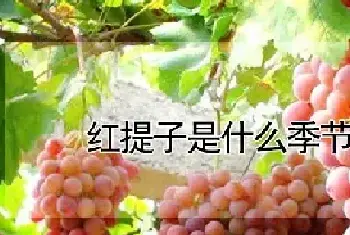 红提子是什么季节的水果