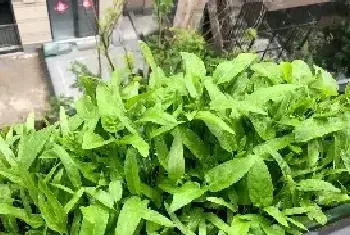 空心菜阳台盆栽种植方法