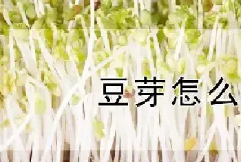 豆芽怎么种