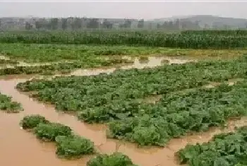 暴雨后蔬菜怎么护理