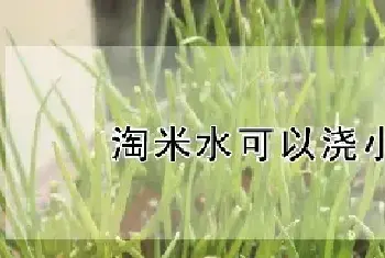 淘米水可以浇小葱吗