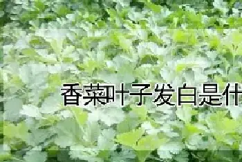 香菜叶子发白是什么原因