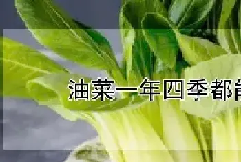 油菜一年四季都能种吗