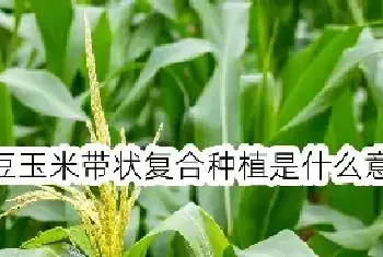 大豆玉米带状复合种植是什么意思