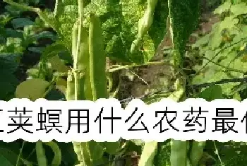 豆荚螟用什么农药最佳