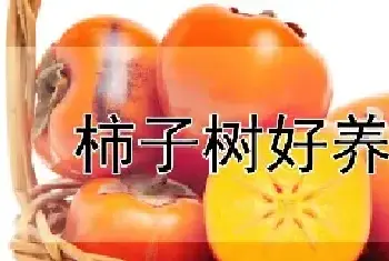 柿子树好养吗