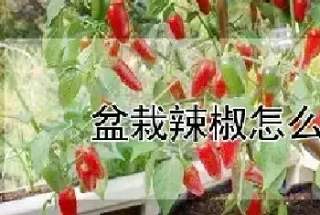 盆栽辣椒怎么浇水