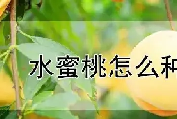 水蜜桃怎么种植