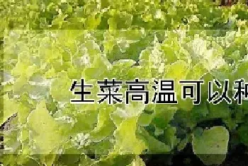 生菜高温可以种植吗