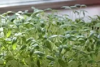 苗菜种植方法技术