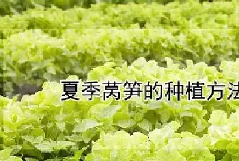 夏季莴笋的种植方法和管理