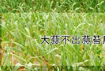 大蒜不出蒜苔原因