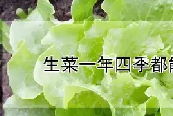 生菜一年四季都能种吗