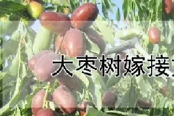 大枣树嫁接方法