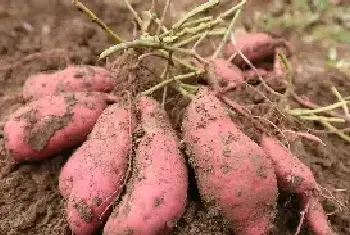 红薯怎么种才产量高？红薯种植的“雷区”介绍