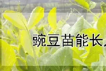 豌豆苗能长几茬