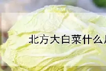 北方大白菜什么月份收