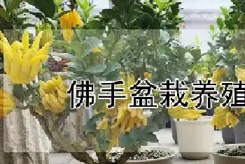 佛手盆栽养殖方法