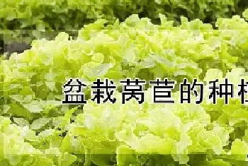 盆栽莴苣的种植方法