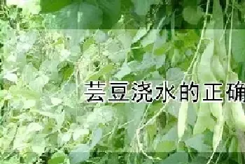 芸豆浇水的正确方法