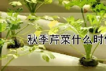 秋季芹菜什么时候育苗