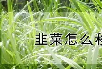 韭菜怎么移栽