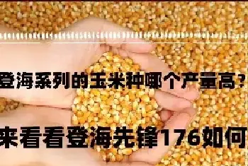 登海系列的玉米种哪个产量高？来看看登海先锋176如何？