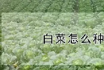 白菜怎么种植