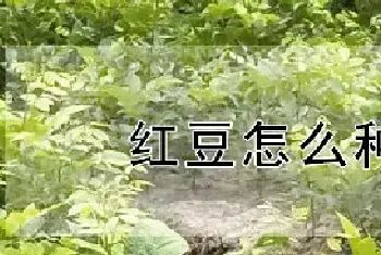 红豆怎么种植