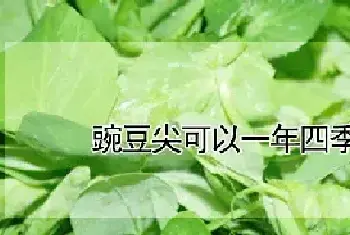 豌豆尖可以一年四季种植么